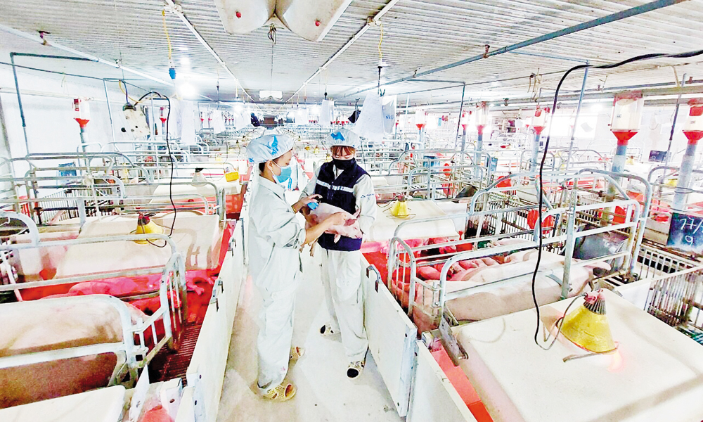 Trại nuôi lợn của Công ty trách nhiệm hữu hạn Chăn nuôi Sơn Động.