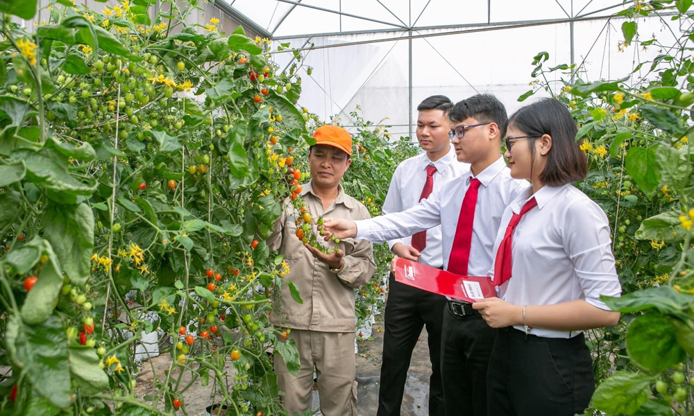 Cán bộ Agribank chi nhánh Bắc Ninh giới thiệu dịch vụ thanh toán điện tử cho trang trại sản xuất rau sạch của gia đình chị Nguyễn Thị Trâm.