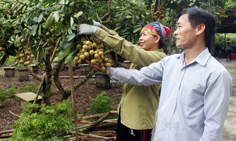 Đảng viên Tống Văn Binh kiểm tra chất lượng nhãn trước khi thu hoạch.