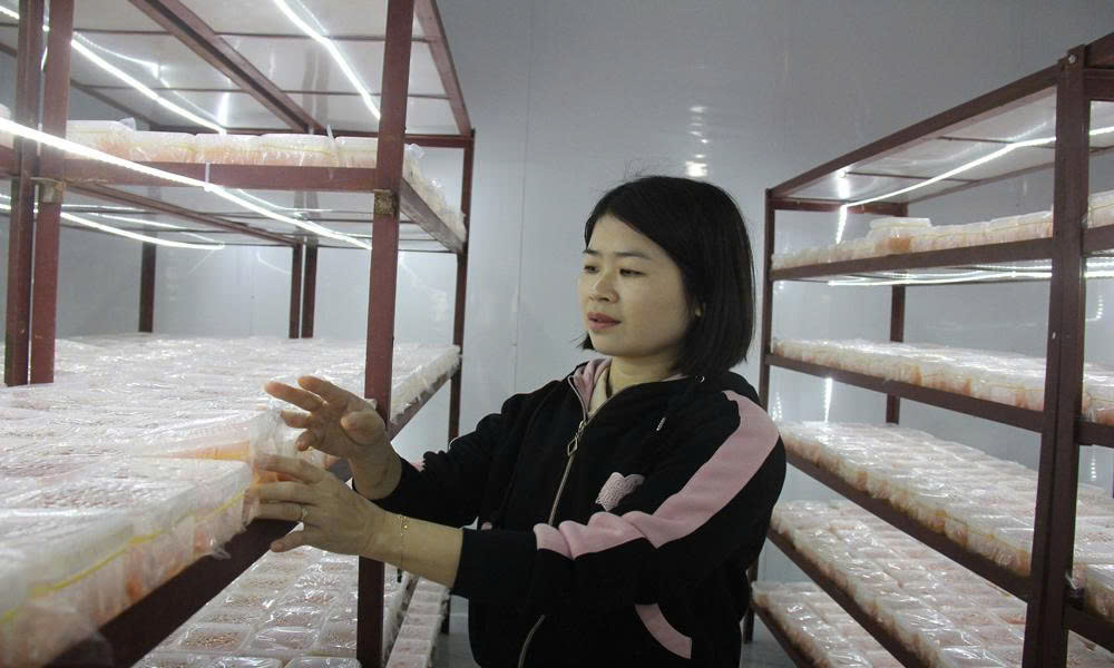 Đông trùng hạ thảo ADENCO được sản xuất trong phòng lạnh.