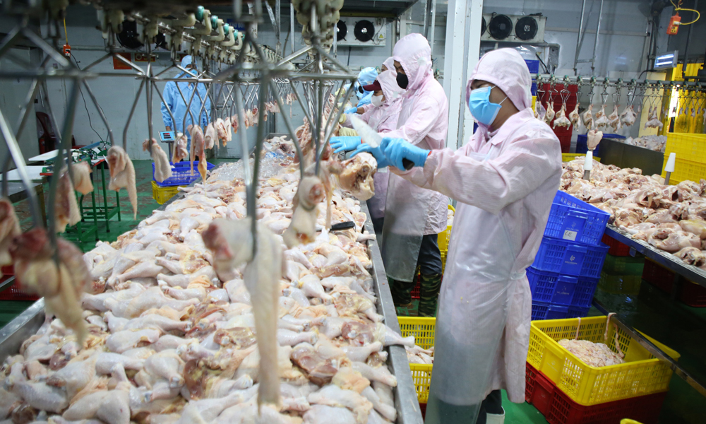 Công nhân Nhà máy thực phẩm Son Chicken (phường Việt Yên) chế biến gia cầm.