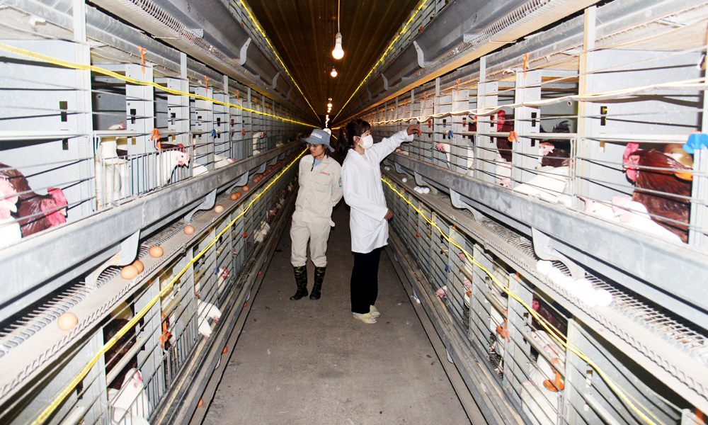 Trung tâm Gà giống gốc Dabaco Yên Thế áp dụng quy trình tự động hóa trong sản xuất.