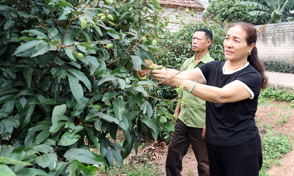 
Đồng chí Trương Thị Lý chăm sóc cây vải thiều.