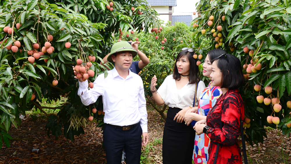 Du khách thăm vườn vải thiều tại xã Nam Dương. Ảnh tư liệu.