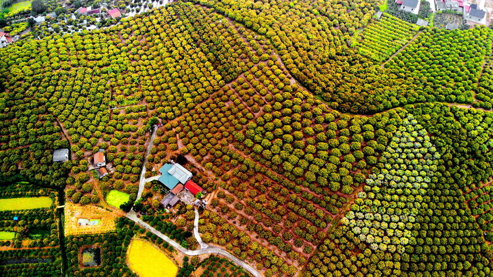 Vùng trồng vải sớm Phúc Hòa (Tân Yên). Ảnh: Vương Lâm.