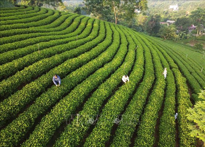 Thu hoạch chè VietGap tại hợp tác xã Tân Hoàng Trà ở tổ dân phố 5, thị trấn sông Cầu, huyện Đồng Hỷ. Ảnh minh họa: Vũ Sinh/TTXVN