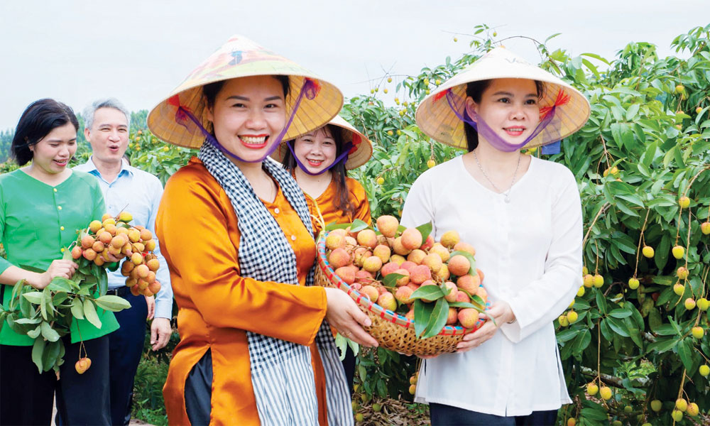 Vùng vải thiều xuất khẩu xã Phúc Hòa thu hút nhiều người tìm đến thu mua, trải nghiệm hái quả tại vườn.