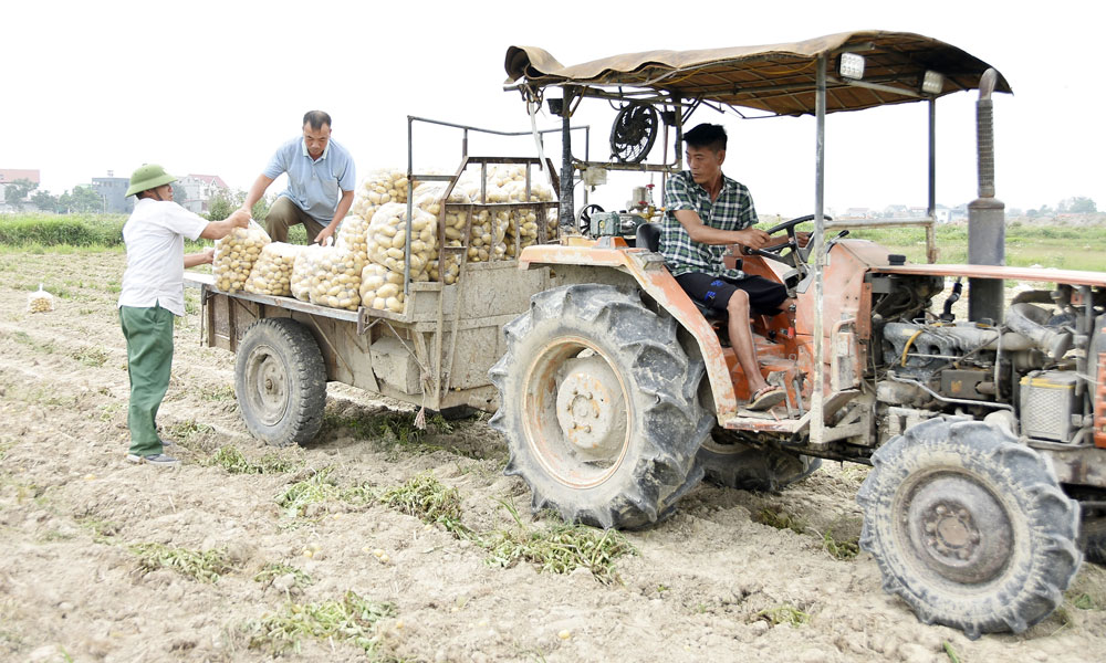 Hợp tác xã Sao Thần Nông liên kết sản xuất, bao tiêu khoai tây tại xã Hiệp Hòa.