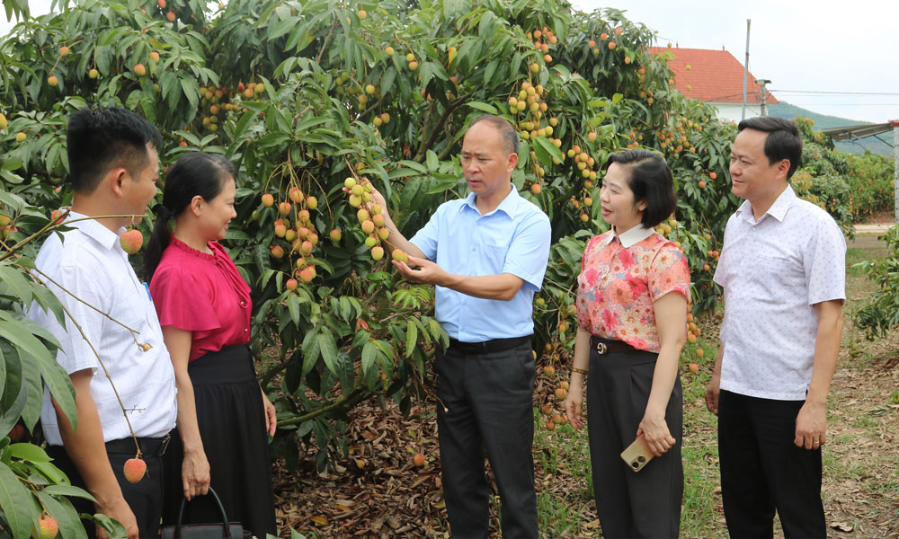 Lãnh đạo Sở Công Thương cùng cán bộ xã Nam Dương tham quan vườn vải thiều sản xuất theo quy trình VietGAP.