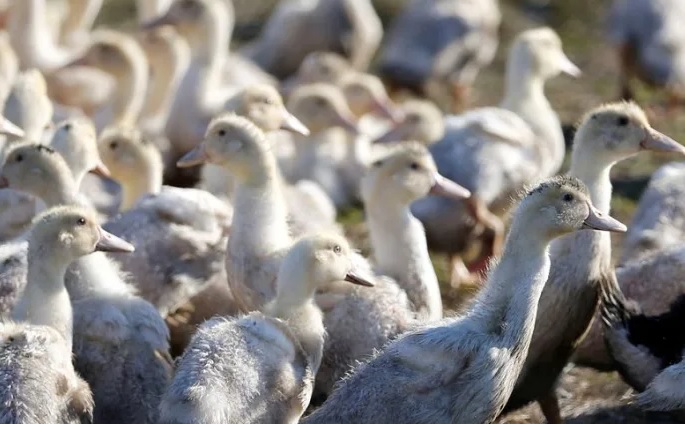 Virus cúm gia cầm chủ yếu lây lan giữa các loài chim hoang dã và gia cầm như vịt, mòng biển, gà và chim cút. Ảnh: Reuters