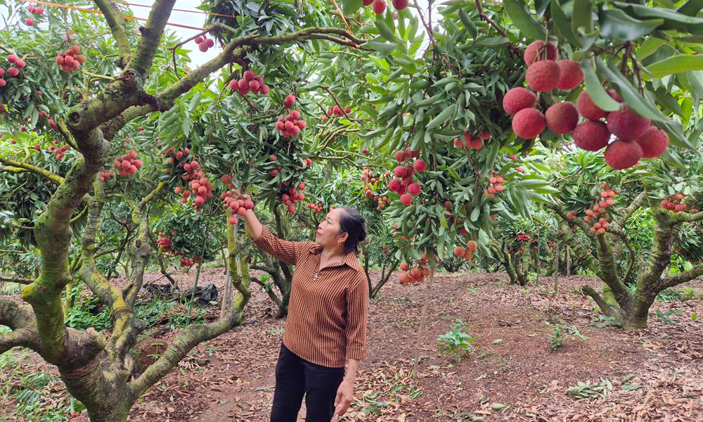 Năm nay, vải thiều của gia đình bà Sênh được thương nhân Trung Quốc mua tại vườn với giá 70 nghìn đồng/kg.