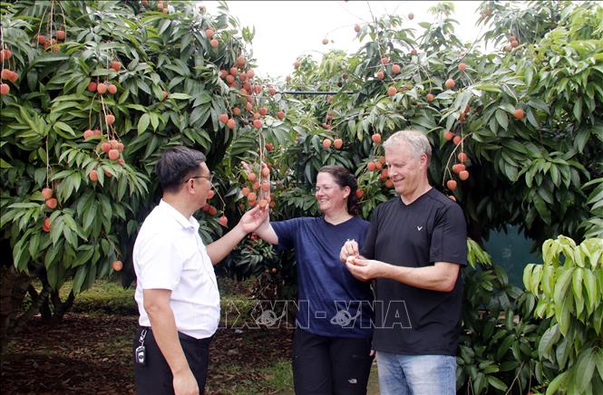 Du khách tham quan và thưởng thức vải tại vườn.