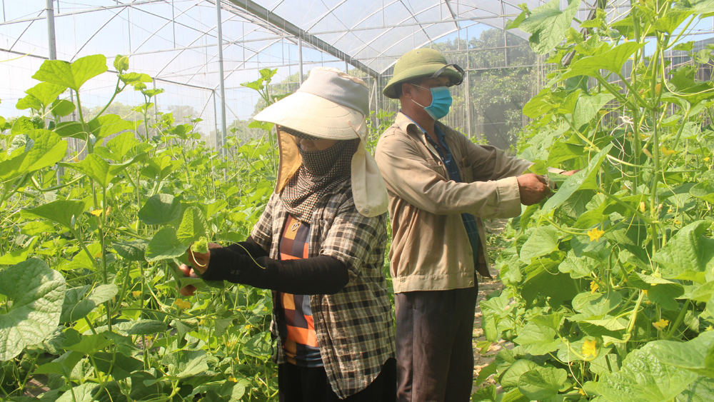 Nông dân xã Liên Sơn (Tân Yên) chăm sóc dưa trong nhà lưới.