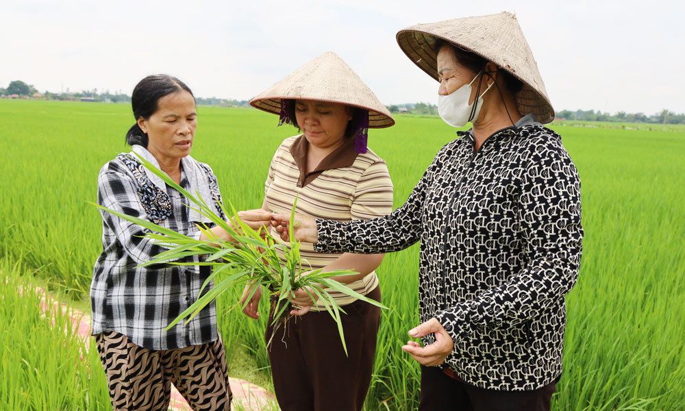 Cán bộ Hội Nông dân phường Tự Lạn kiểm tra sinh trưởng tại diện tích lúa cấy theo dự án canh tác thân thiện với môi trường của gia đình bà Nguyễn Thị Thêm ở tổ dân phố Thượng Lan.