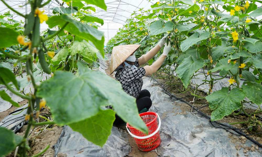 Mô hình sản xuất dưa leo ứng dụng công nghệ cao của Hợp tác xã Rau sạch Yên Dũng (phường Cảnh Thụy).