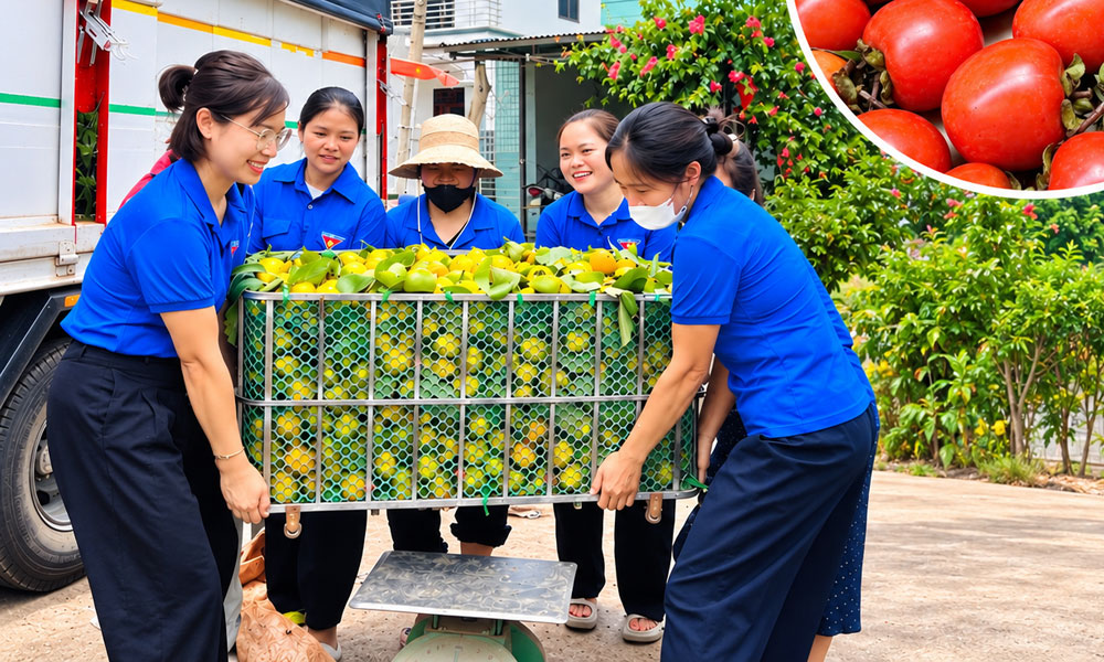 Đoàn viên thanh niên xã Yên Định giúp nông dân thu hoạch hồng