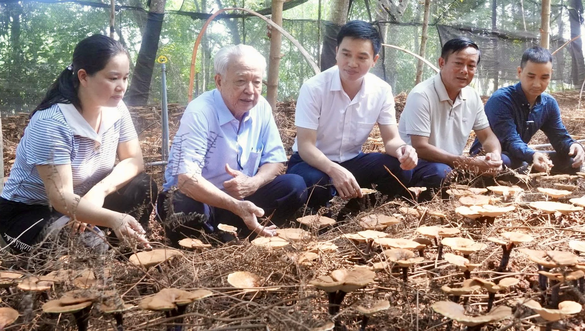Chuyên gia Nguyễn Tiến Ky (người thứ hai) bên trái đang hướng dẫn kỹ thuật chăm sóc nấm lim xanh.