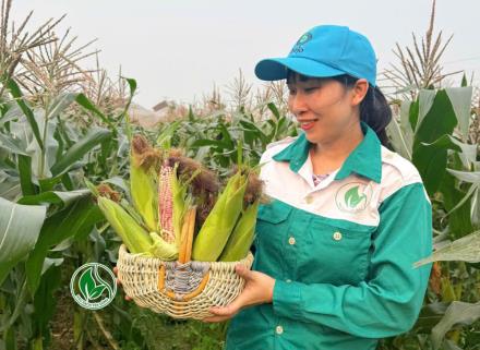 Thành viên Hợp tác xã Rau sạch Yên Dũng thu hoạch ngô trái cây.