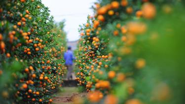 Nông dân Hà Nội chăm sóc quất cảnh dịp cuối năm.