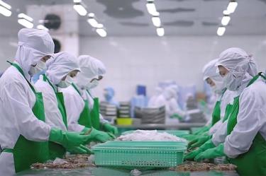 Chế biến tôm xuất khẩu ở Đồng bằng sông Cửu Long. Ảnh: THANH SƠN