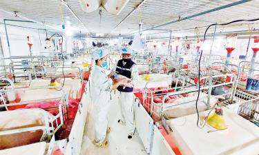 Trại nuôi lợn của Công ty trách nhiệm hữu hạn Chăn nuôi Sơn Động.