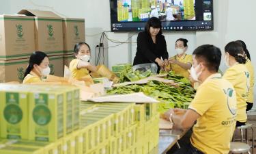Sản xuất trà búp ổi tại Hợp tác xã Nông nghiệp Quyên Phong, xã Tân Yên.