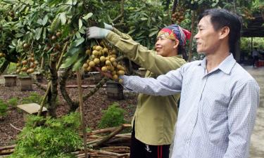 Đảng viên Tống Văn Binh kiểm tra chất lượng nhãn trước khi thu hoạch.