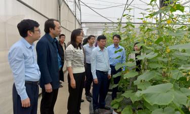 Đồng chí Ngô Tân Phượng thăm mô hình trồng dưa chuột baby công nghệ cao của Hợp tác xã Rau sạch Yên Dũng.