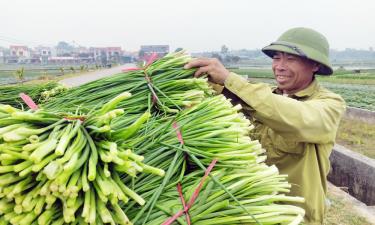 Niềm vui được mùa hành của nông dân thôn Hà Mỹ.