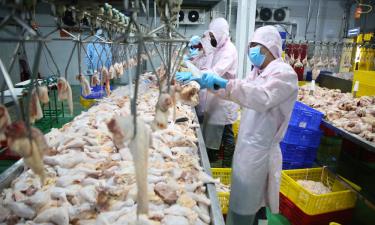 Công nhân Nhà máy thực phẩm Son Chicken (phường Việt Yên) chế biến gia cầm.