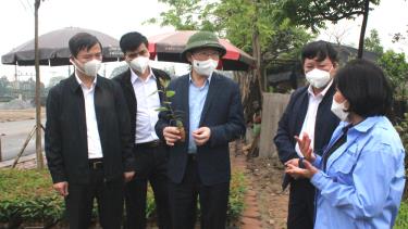 Đồng chí Lê Ánh Dương kiểm tra mô hình sản xuất giống cây lâm nghiệp tại Công ty TNHH một thành viên Toản Nam.