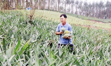 Đề tài xây dựng và phát triển nhãn hiệu chứng nhận dứa Lạng Giang được triển khai có hiệu quả trong thực tiễn.