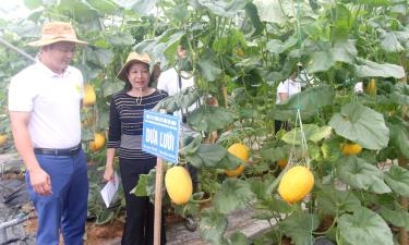 Đại biểu tham quan khu vực nghiên cứu, sản xuất giống dưa lưới.