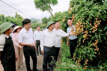 Đồng chí Phạm Văn Thịnh cùng đoàn công tác tham quan vườn vải tại thôn Quất Du 2.