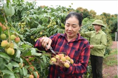 Người dân chăm sóc vườn vải. Ảnh: Thanh Thương/TTXVN