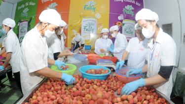 Công ty CP Thực Phẩm Toàn Cầu kế hoạch xuất 3000 tấn đi thị trường Châu Âu giải quyết 1600 lao động thời vụ.