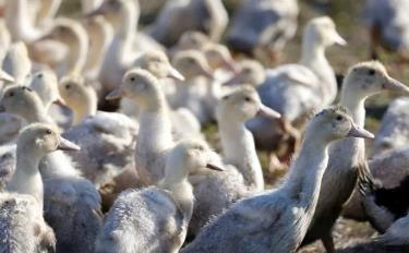 Virus cúm gia cầm chủ yếu lây lan giữa các loài chim hoang dã và gia cầm như vịt, mòng biển, gà và chim cút. Ảnh: Reuters