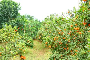 Điểm du lịch sinh thái Hoa Quả Sơn thuộc thôn Xẻ Cũ, xã Thanh Hải, huyện Lục Ngạn (Bắc Giang)