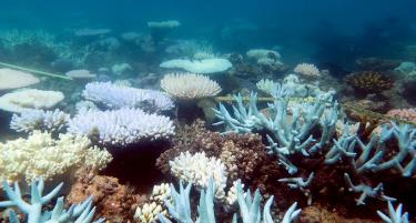 Rạn san hô Great Barrier tại Australia. Ảnh tư liệu: AFP/TTXVN