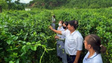 Anh Phạm Việt Trung giới thiệu đặc tính tác dụng của cây dây thìa canh.