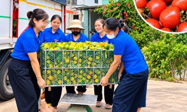 Đoàn viên thanh niên xã Yên Định giúp nông dân thu hoạch hồng