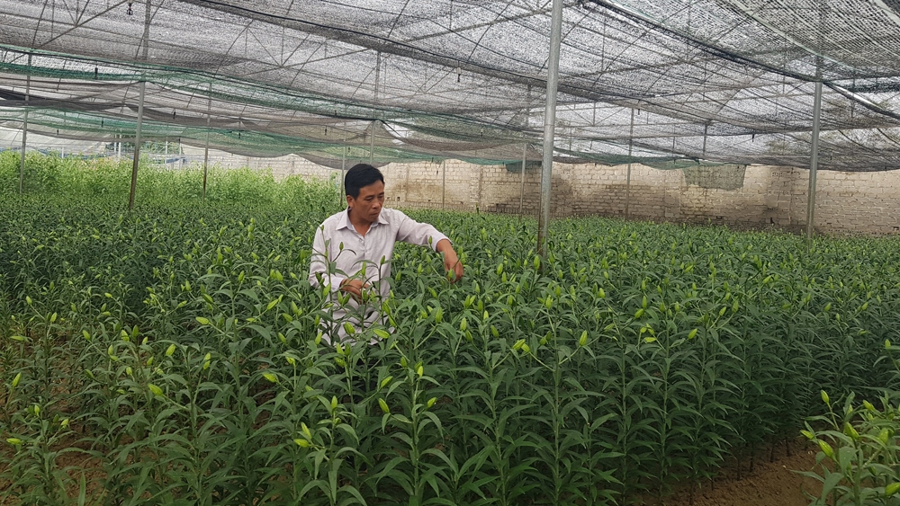 Mô hình sản xuất hoa của HTX Dịch vụ nông nghiệp Phương Nam, xã Tân Mỹ (TP Bắc Giang).